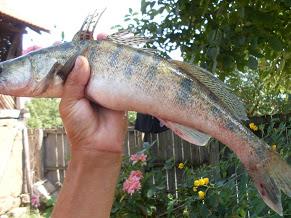 pescuit la dunare - sdc10990.JPG